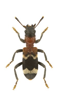 Thanasimus formicarius