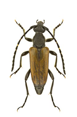 Paracorymbia maculicornis