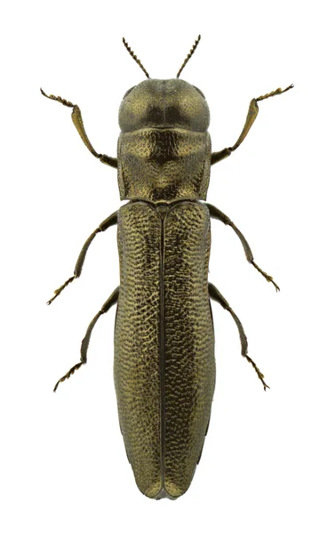 Paracylindromorphus subuliformis — стоковое фото