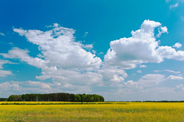 Stock image Plantation of flowering canola