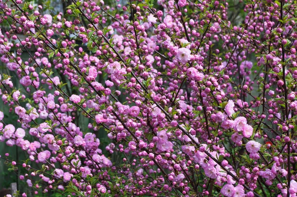 stock image Beautiful spring flowers