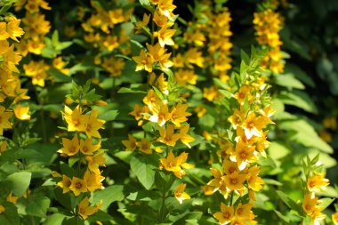 Yellow loosestrife, Lysimachia punctata clipart