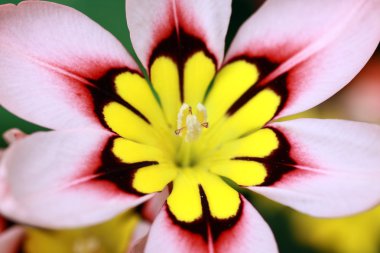 Sparaxis, Harlequin Flower, close up clipart