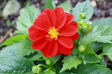 Dahlia. Bahçe, kapatmak