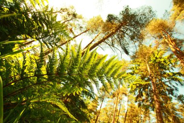 The fern close up and trees in the forest clipart