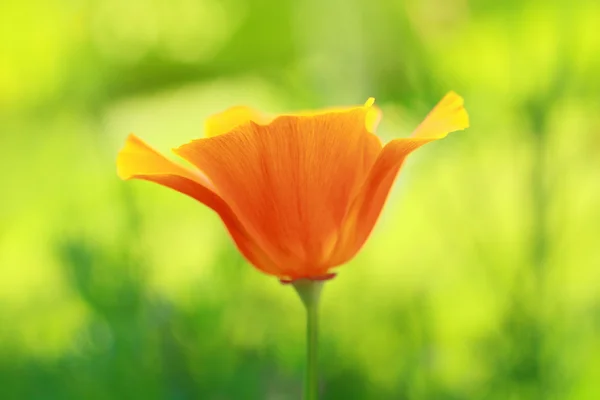 Oranje, Tuin papaver — Stockfoto