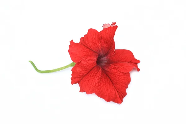 Petunia roja aislada sobre blanco — Foto de Stock
