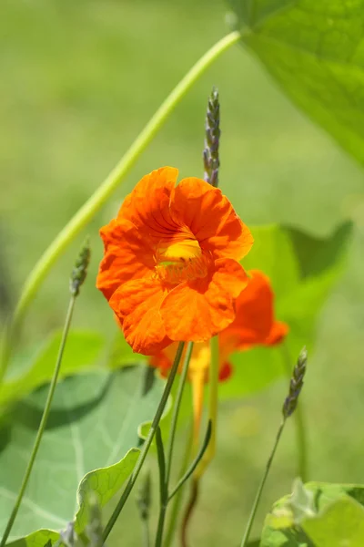 Orange nasturtium close up — Stock Photo, Image