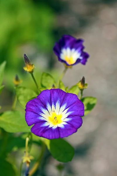Μπλε, κήπων λουλουδιών — Φωτογραφία Αρχείου