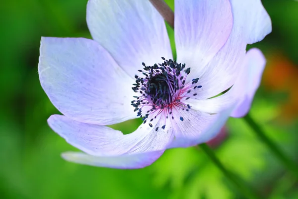 Mavi anemon çiçeği yakın çekim — Stok fotoğraf