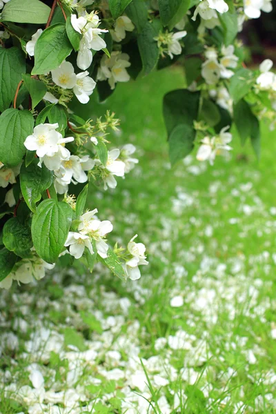 Лепестки белых цветов на траве — стоковое фото