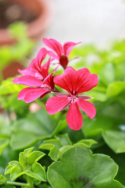 Red geranium in the garden — Stock Photo, Image