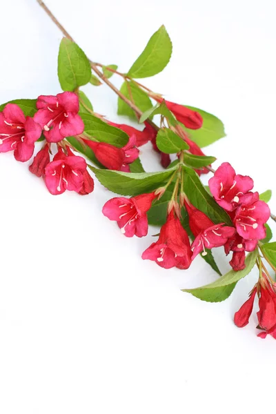 흰색 바탕에 분홍색, 봄 꽃 — 스톡 사진