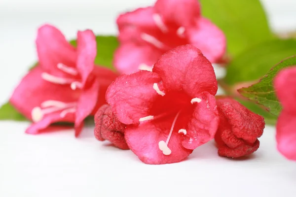 Roze, lente bloemen op een witte achtergrond — Stockfoto