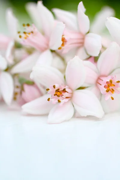 新鲜、 粉红色的花朵背景 — 图库照片