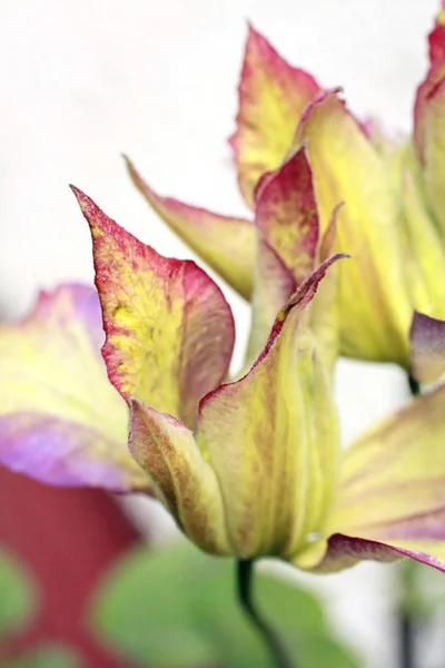 Beautiful clematis close up — Stock Photo, Image
