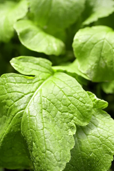 Close up of vegetable leaves, raddish — Stock Photo, Image