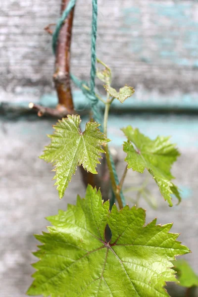 Young, growing vine plant — Stock Photo, Image