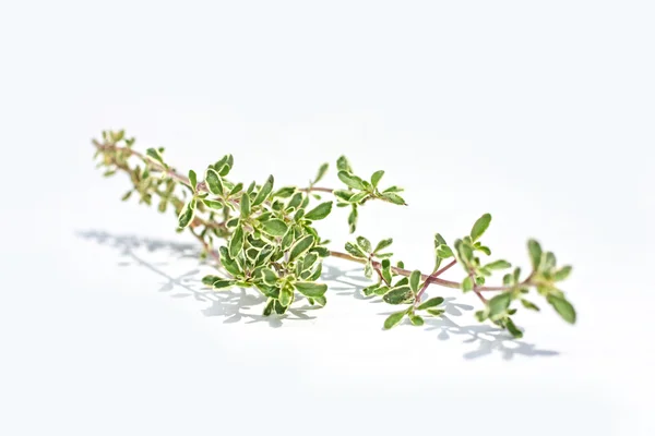 Fresh thyme isolated on white — Stock Photo, Image