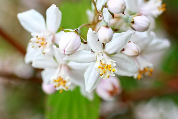 Bahar çiçekleri kapanıyor — Stok fotoğraf