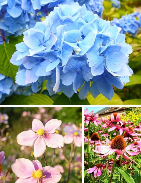 Collectie van zomerbloemen — Stockfoto