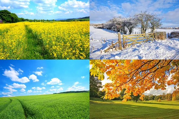4 seasons collection — Stock Photo, Image