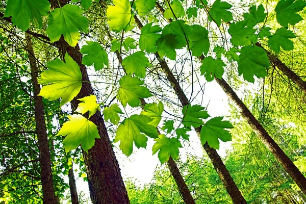 Яркие зеленые весенние листья в лесу — стоковое фото