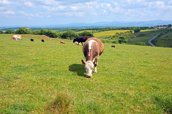 Kühe an sonnigen Sommertagen — Stockfoto