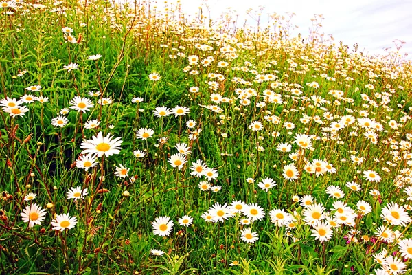 데이지의 아름 다운 초원 — 스톡 사진