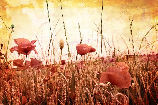 Beautiful grungy background with poppies — Stock Photo, Image