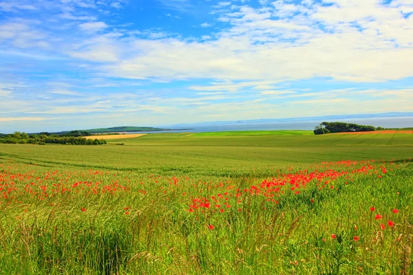 罂粟花，苏格兰的领域 — 图库照片