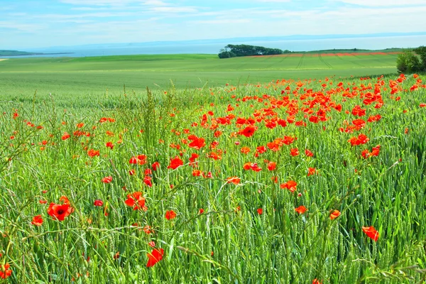 Fields of poppies, Scotland — Stock Photo, Image