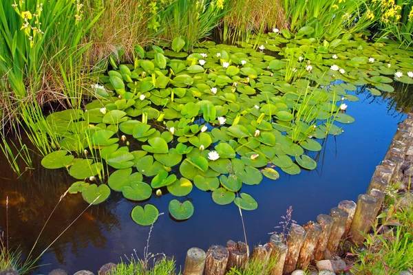 Spring garden with water lilies — Stock Photo, Image