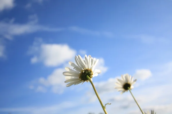美丽雏菊在夏季时间 — 图库照片