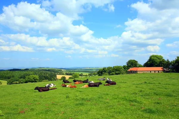 Bellissimo paesaggio con mucche e colline — Foto Stock