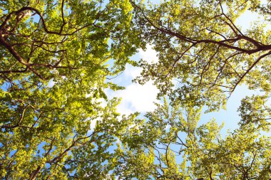 Branches of spring leaves agains blue sky clipart