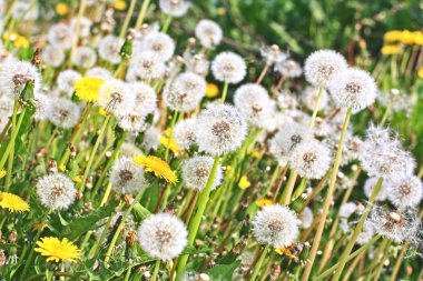 Spring meadow of dandelions clipart