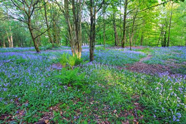 Bluebells forest in Springtime, UK clipart