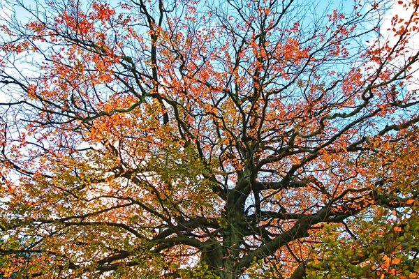 Gyönyörű őszi háttér — Stock Fotó