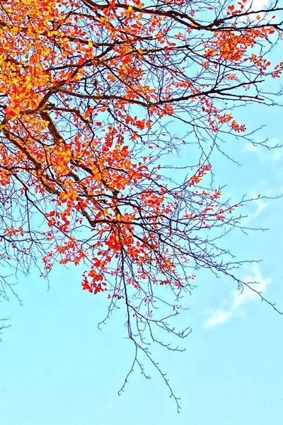 Schöner Herbsthintergrund — Stockfoto