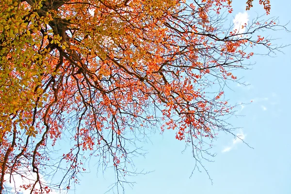 Красиві осінні фону — стокове фото