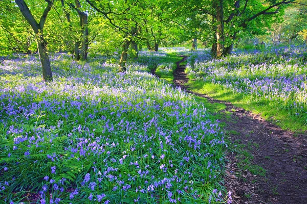 Bluebells skogen på våren, Storbritannien — Stockfoto