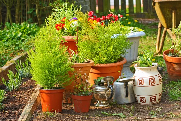 Planten op de huis-Tuin — Stockfoto