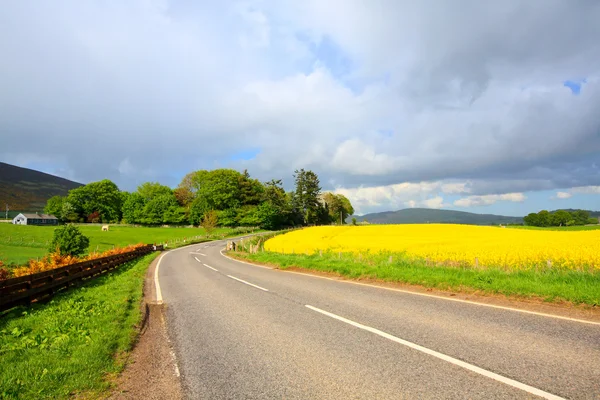 Estrada no conutry com campos do estupro em Springtime, Escócia — Fotografia de Stock