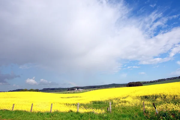 在春天，苏格兰的油菜田 — 图库照片
