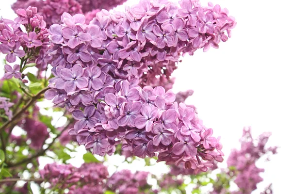Kwiaty bzu z bliska — Zdjęcie stockowe