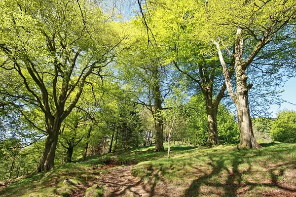 Parque hermosa primavera en Escocia — Stok fotoğraf