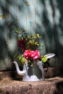 Beautiful fuchsia in an old teapot clipart