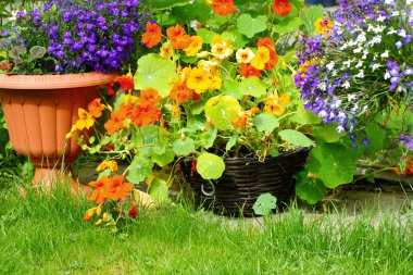 çiçek açan nasturtium ve lobelia çiçekler