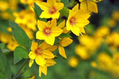 Yellow loosestrife, Lysimachia punctata clipart